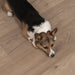 CALI Floors - First Press Engineered Hardwood - Shipboard Sauv 3