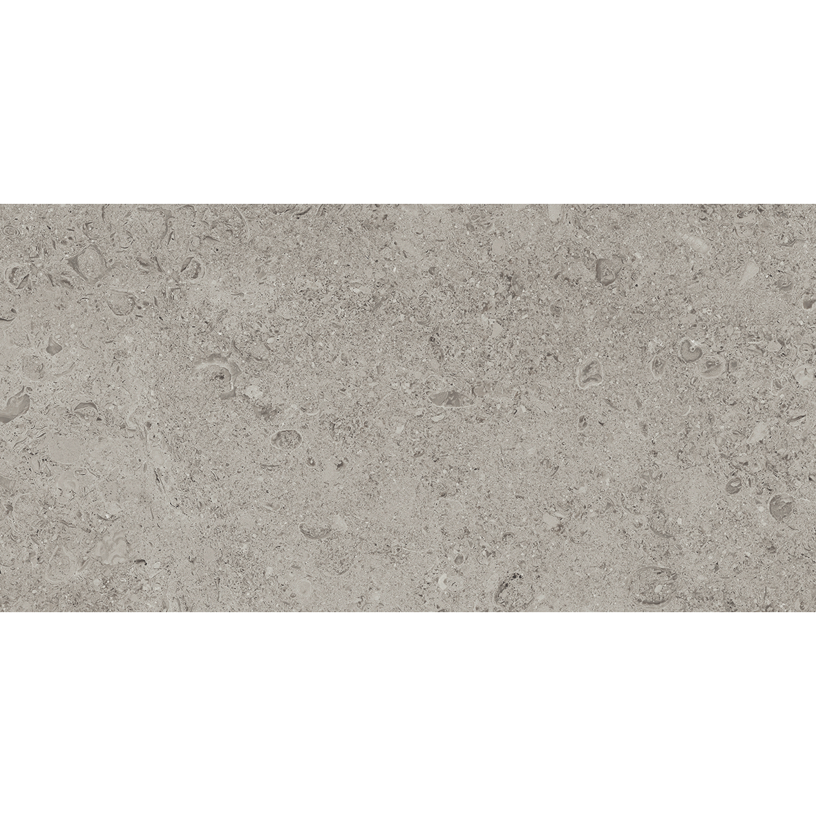 Tesoro - Shellstone Series - 24 in. x 48 in. Rectified Porcelain Tile - Grey