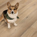 CALI Floors - Longboard Icons Collection - 9 in. x 72 in. WPC Flooring - Malibu Swell Pet Friendly