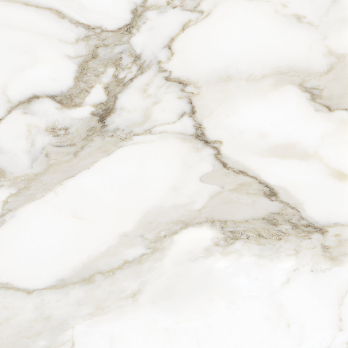 Anatolia - La Marca Glazed Porcelain 24 in. x 24 in. Honed Tile - Calacatta Paonazzo