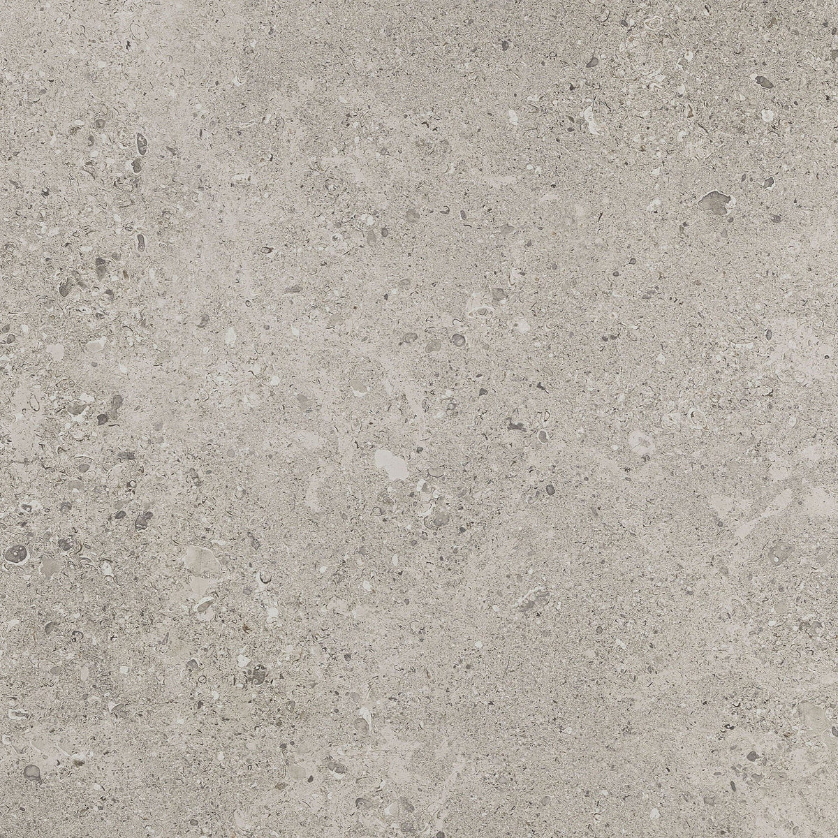 Daltile - Dignitary 24 in. x 24 in. Matte Porcelain Tile - Superior Taupe